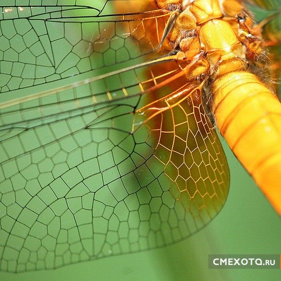 Микрокосмос - Серия пятая (20 фото)