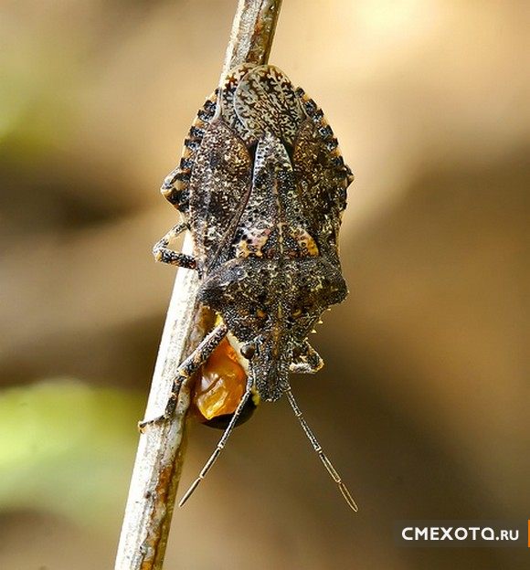 Микрокосмос - Серия пятая (20 фото)