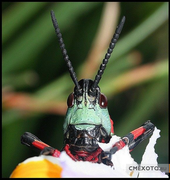 Микрокосмос - Серия пятая (20 фото)