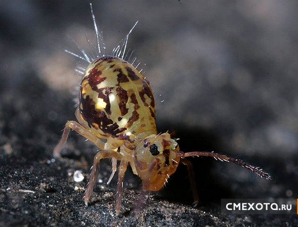 Микрокосмос - Серия пятая (20 фото)