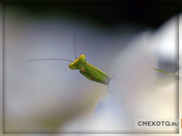 Микрокосмос - Серия пятая (20 фото)