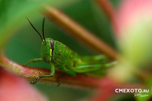 Микрокосмос - Серия пятая (20 фото)