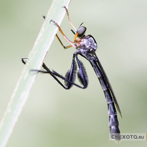 Микрокосмос - Серия пятая (20 фото)