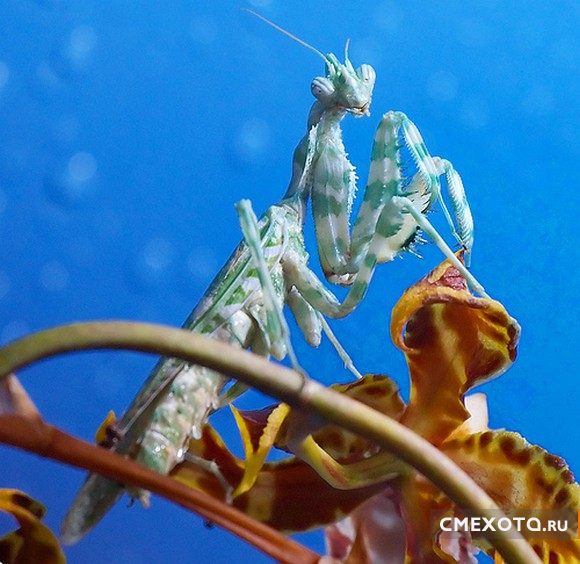 Микрокосмос - Серия пятая (20 фото)