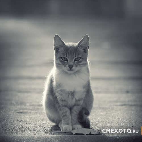 Фотоработы Nick Lisitsin (20 фото плюс архив на 38 фото) Фотоработы Nick Lisitsin (20 фото плюс архив на 38 фото)