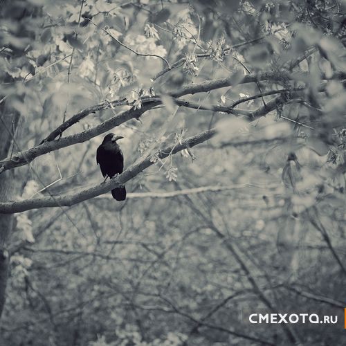 Фотоработы Nick Lisitsin (20 фото плюс архив на 38 фото) Фотоработы Nick Lisitsin (20 фото плюс архив на 38 фото)