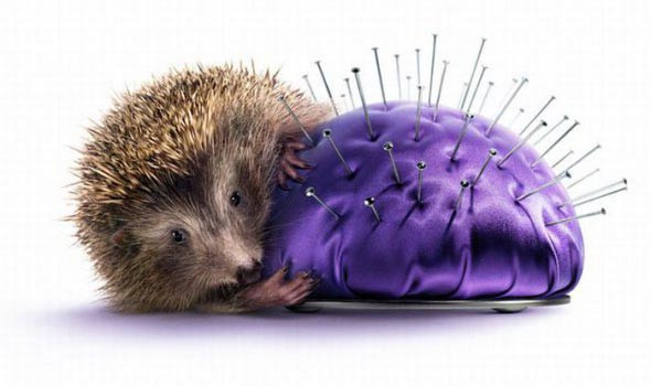 Прикольные картинки (Новое) (49 фото +1) Прикольные картинки (Новое) (49 фото +1)