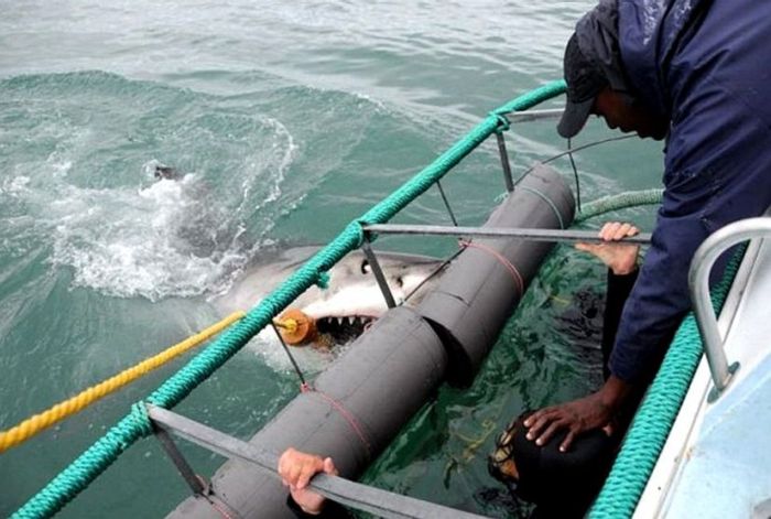 Прикольные картинки (Новое) (49 фото +1) Прикольные картинки (Новое) (49 фото +1)