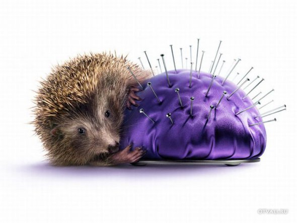 Прикольные картинки (Новое) (49 фото +1) Прикольные картинки (Новое) (49 фото +1)