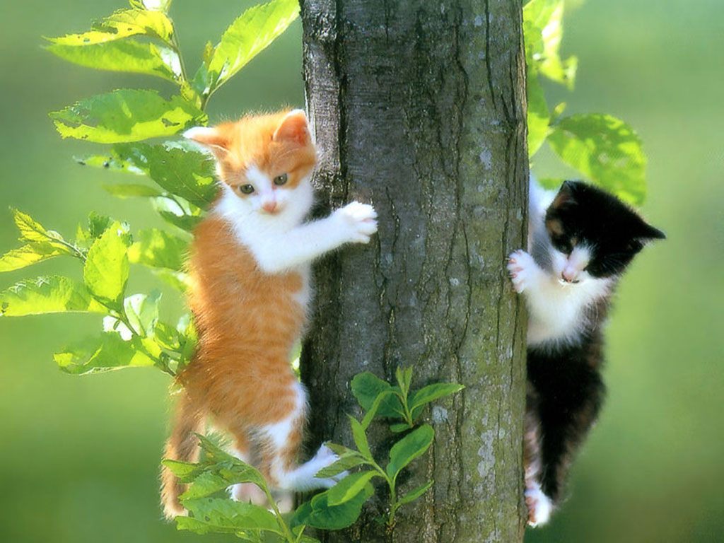Фотографии котов и кошек [templar's edit]