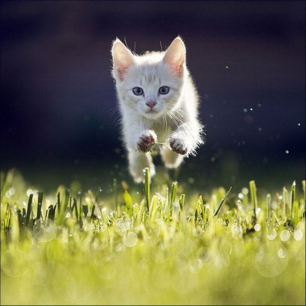 Приколы на сайте смехота ру (44 фото) Приколы на сайте смехота ру (44 фото)