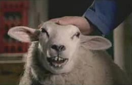 Добрая овечка - Убойный ролик